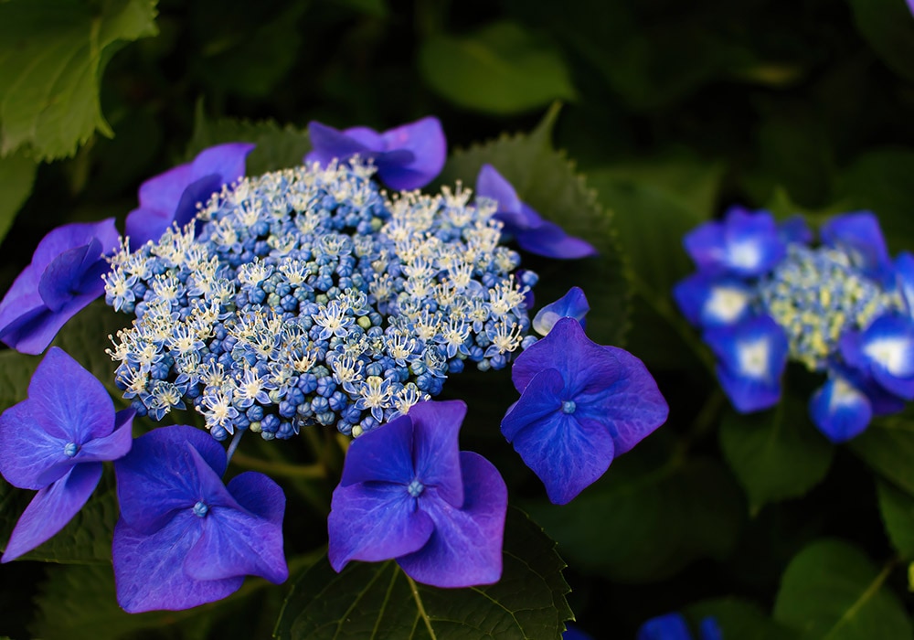 Greetings from Draper James Nashville… – The Blue Hydrangeas – A