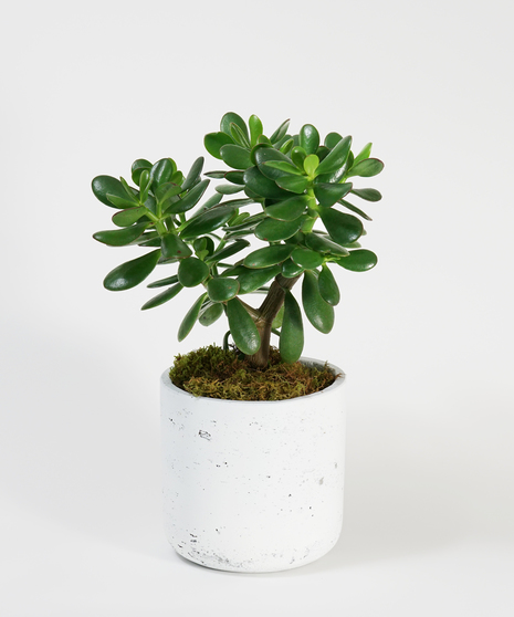 Jade plant in ceramic container