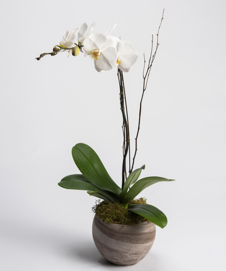 White Orchid Plant in neutral toned ceramic container